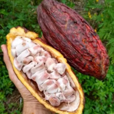 Cocoa Beans