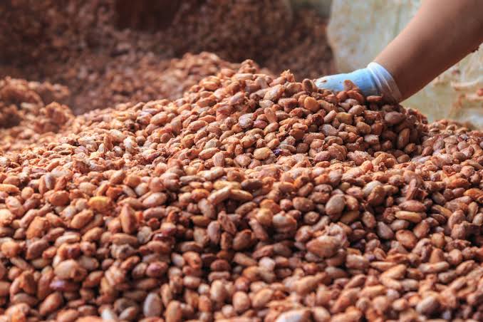 Fermented Cocoa Beans