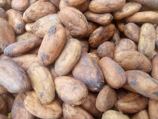 Forastero Cocoa Beans